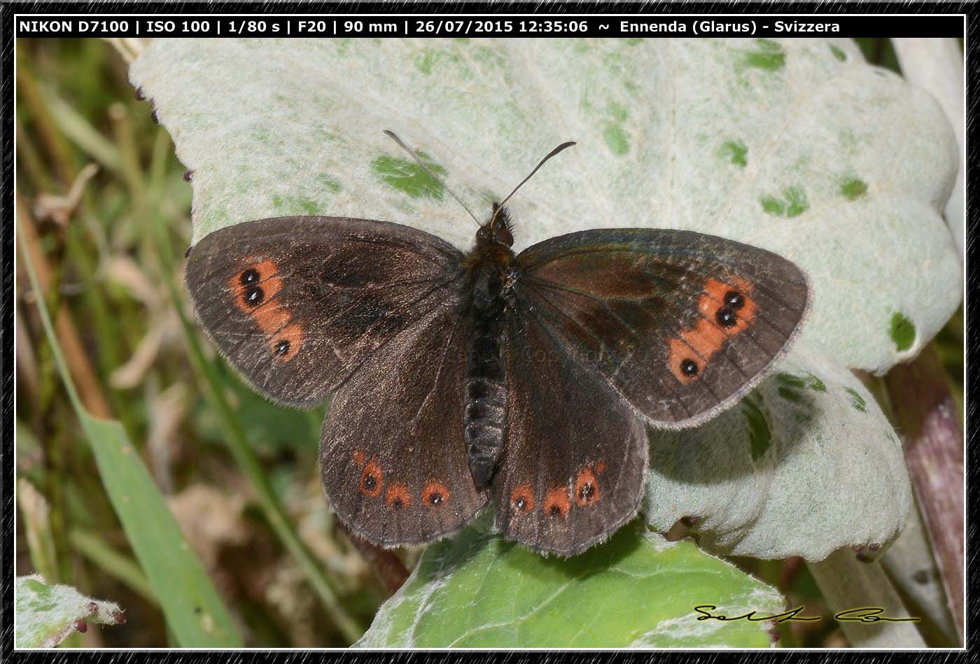 Nymphalidae Satyrinae da id - Erebia aethiops